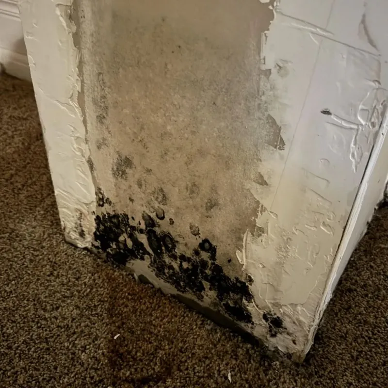 Professional Mold Removal in Bonsall, CA